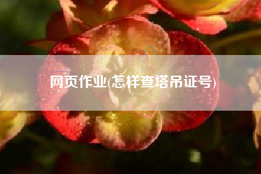 网页作业(怎样查塔吊证号)