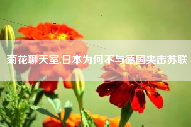 菊花聊天室,日本为何不与德国夹击苏联