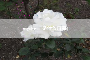 wvga(vivos1是什么屏幕)