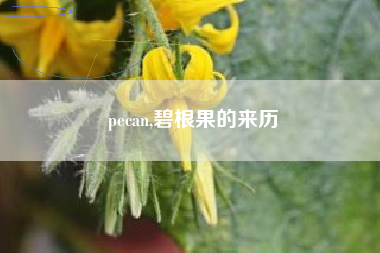 pecan,碧根果的来历