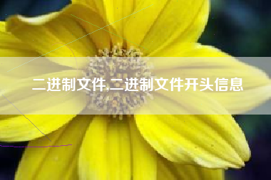 二进制文件,二进制文件开头信息