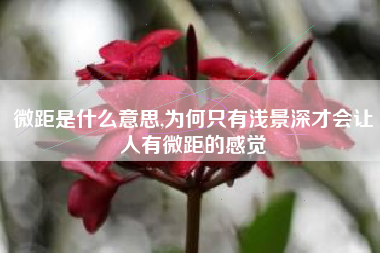 微距是什么意思,为何只有浅景深才会让人有微距的感觉
