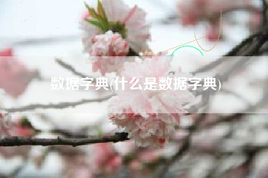 数据字典(什么是数据字典)