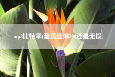 mp3比特率(音质选择320还是无损)