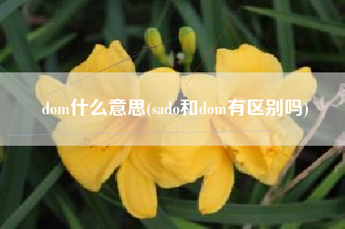 dom什么意思(sado和dom有区别吗)