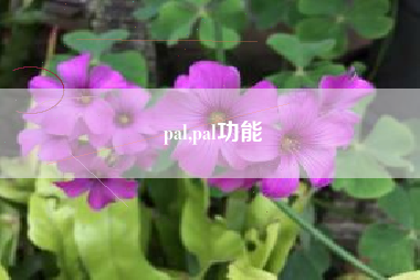 pal,pal功能