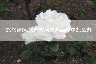 悠悠社区,悠悠有品求购离线中怎么办