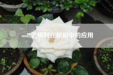 sodl,乙烯利在甜椒中的应用