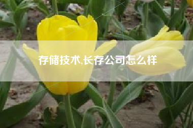 存储技术,长存公司怎么样