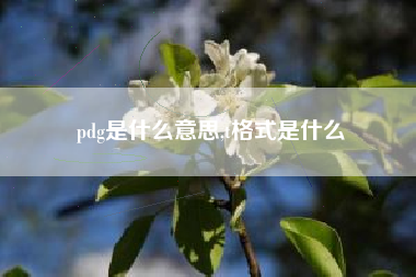 pdg是什么意思,t格式是什么
