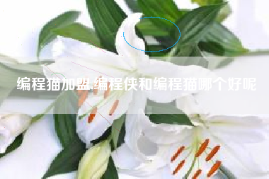 编程猫加盟,编程侠和编程猫哪个好呢