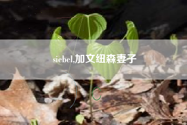 siebel,加文纽森妻子