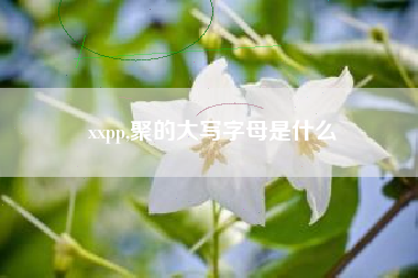 xxpp,聚的大写字母是什么
