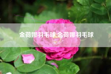 金荷娜羽毛球,金荷娜羽毛球