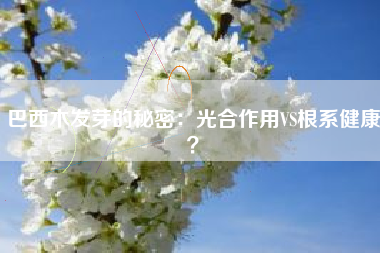 巴西木发芽的秘密：光合作用VS根系健康？