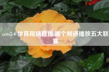 cctv5+体育现场直播,哪个频道播放五大联赛