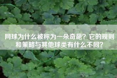 网球为什么被称为一朵奇葩？它的规则和策略与其他球类有什么不同？