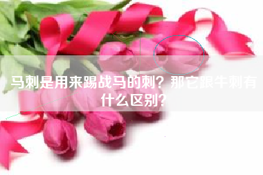 马刺是用来踢战马的刺？那它跟牛刺有什么区别？