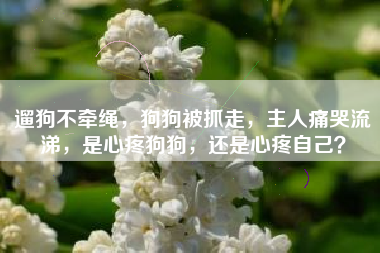 遛狗不牵绳，狗狗被抓走，主人痛哭流涕，是心疼狗狗，还是心疼自己？