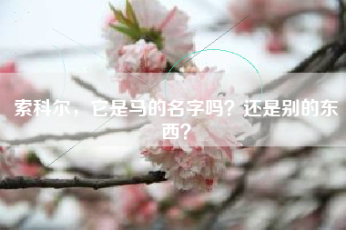索科尔，它是马的名字吗？还是别的东西？