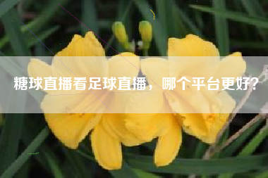 糖球直播看足球直播，哪个平台更好？