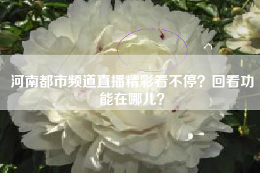 河南都市频道直播精彩看不停？回看功能在哪儿？