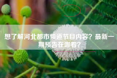 想了解河北都市频道节目内容？最新一期预告在哪看？